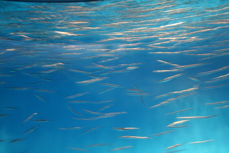 IMG_5799.JPG