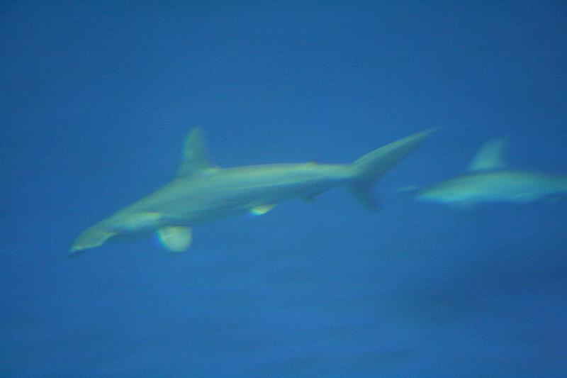 IMG_5819.JPG