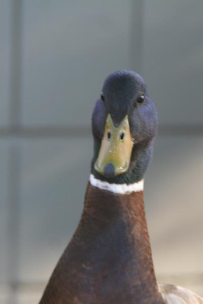 IMG_2007.JPG