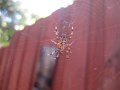 IMG_3396