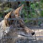 Coyote
