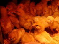Poultry