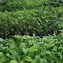 Tomato Plants